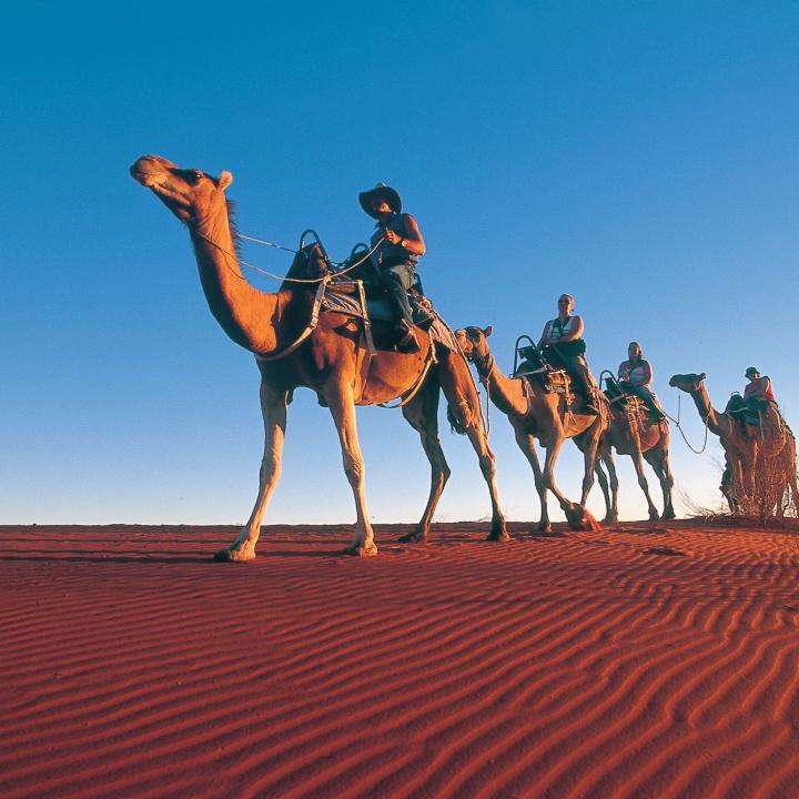 Camels at Ayers Rock Resort